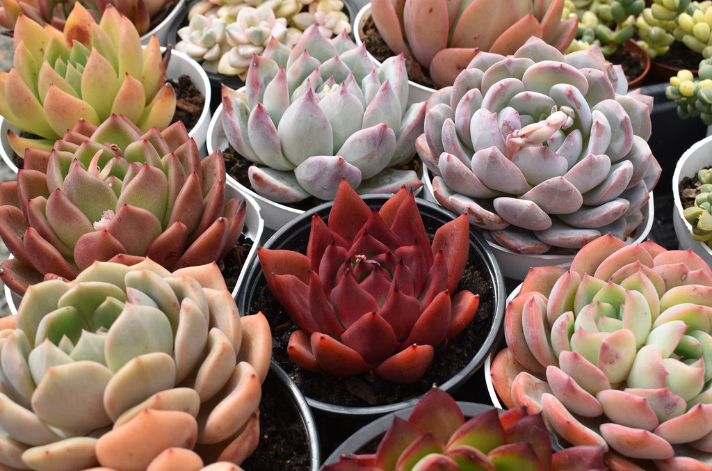 Shipped Potted True Succulents Plant Co.