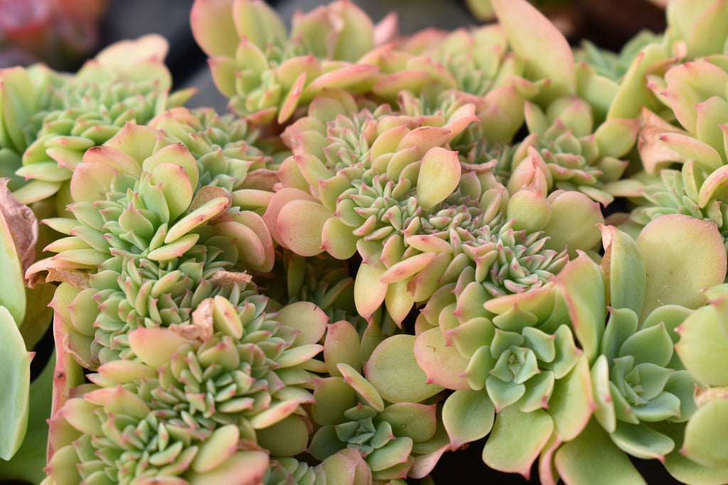 succulent pictures Gardens Made Easy  Bulk Succulent 50-pack: Colorful, Cute & Carefree  Plants  Wedding, Celebration, DIY Succulents - (2" Pots)