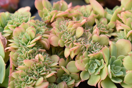 Crested Succulents