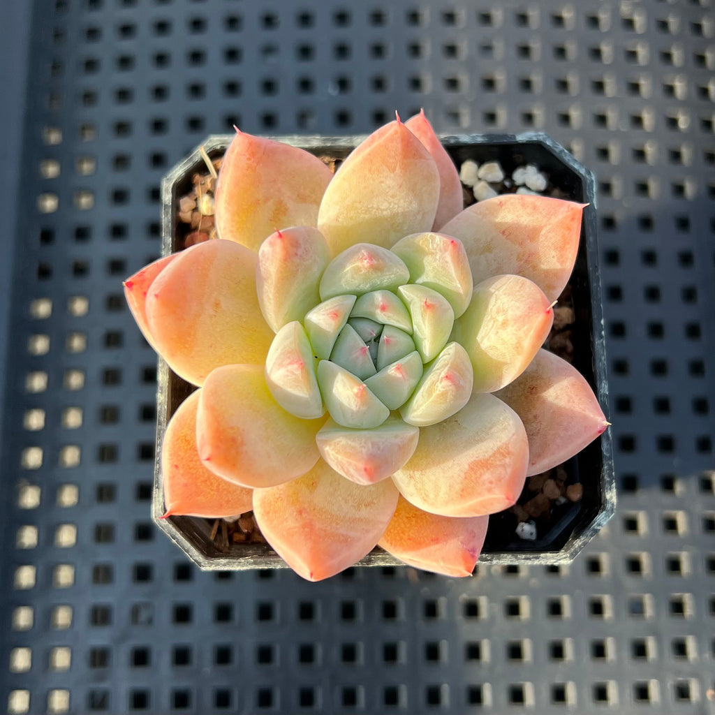 alba beauty succulent Echeveria 'Alba Beauty' 1”-2” Succulent Plant – True Succulents Plant Co