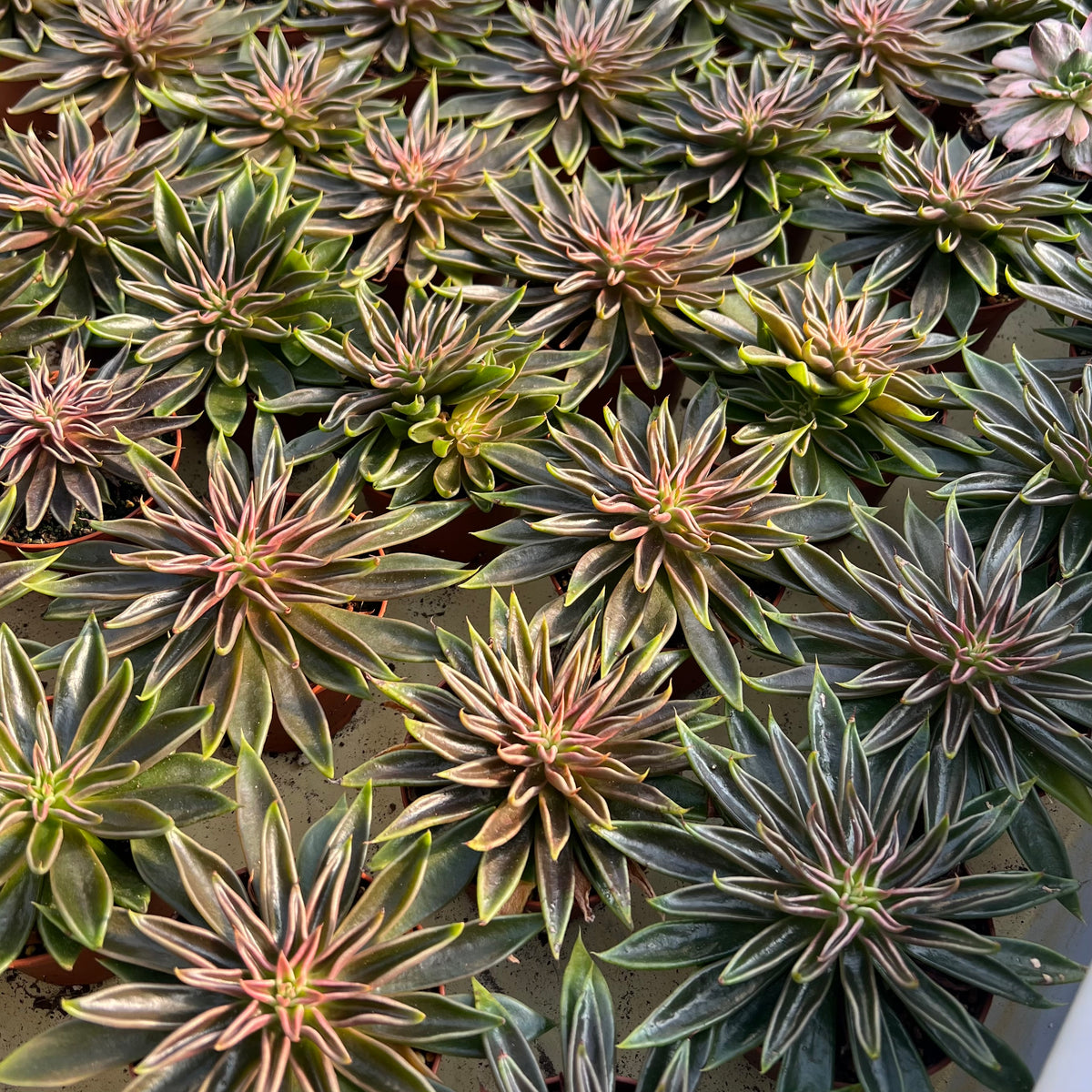 Echeveria Lutea 2"-3" (100% Grown In House) Succulent Plant