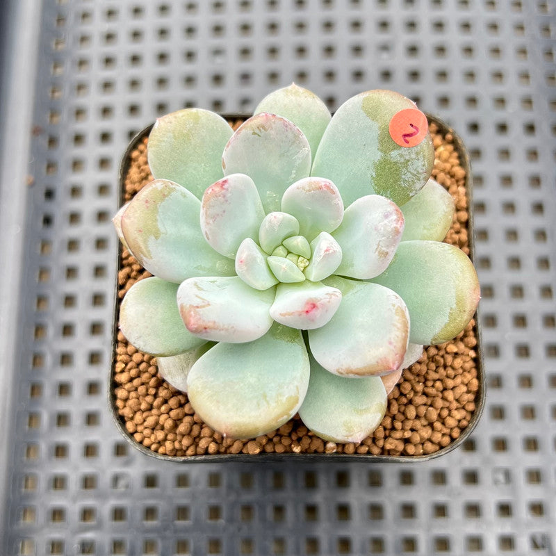 bubble succulents Graptoveria 'Bubble Cream' 2" Succulent Plant Cutting