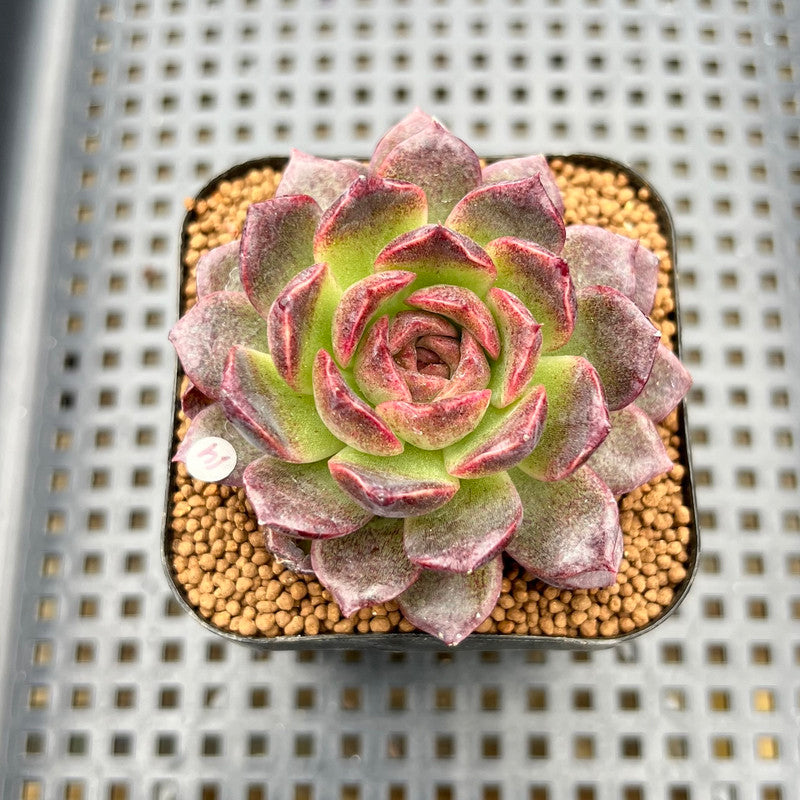 tarantula succulent Echeveria 'Tarantula' 2" New Hybrid Succulent Plant Cutting