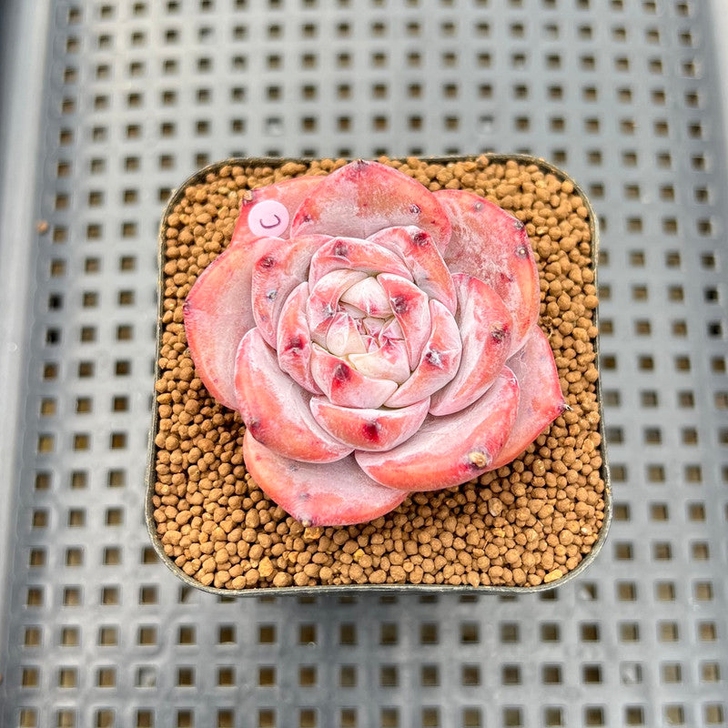 succulent plants melbourne Echeveria 'Melbourne' 2" Succulent Plant Cutting – True Succulents Plant Co