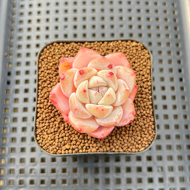 ghost flower succulent Echeveria 'Ghost Flower' 2