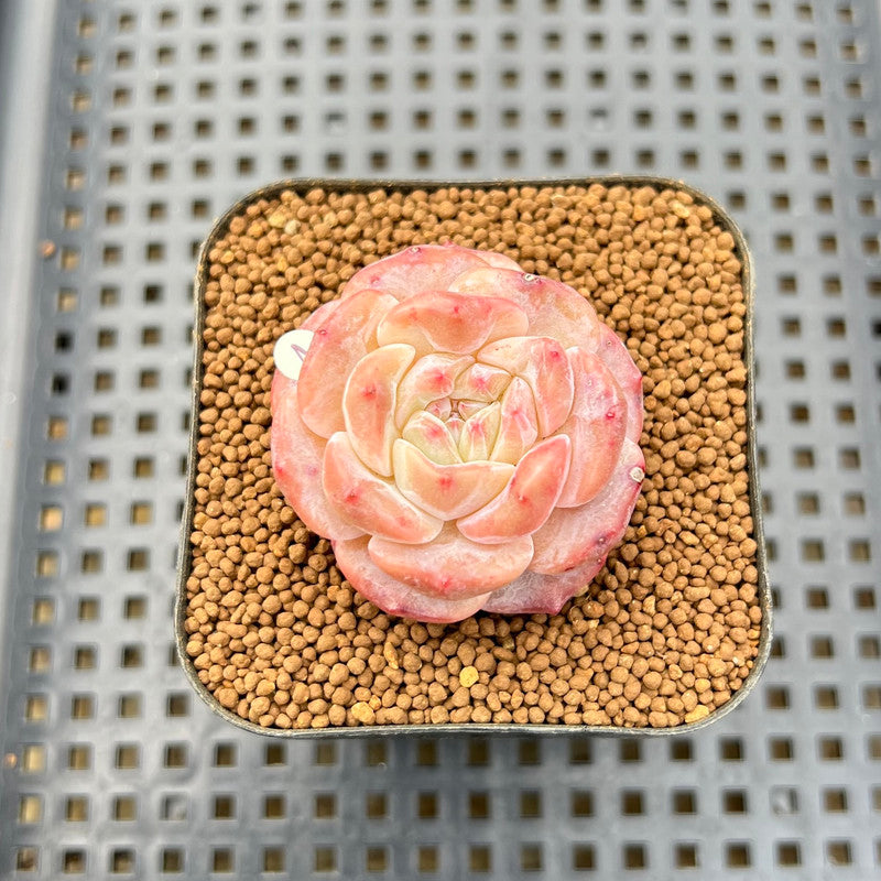 black diamond succulent Echeveria 'Black Diamond' 1" Succulent Plant Cutting