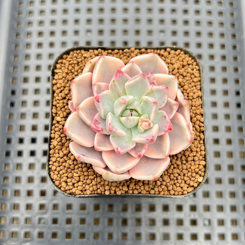 pretty in pink succulent Echeveria 'Pretty In Pink' Variegated 1"-2" Succulent Plant Cutting
