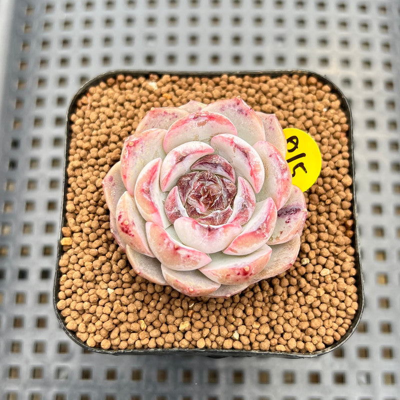succulent pomegranate Echeveria 'Pomegranate' 2" New Hybrid Succulent Plant Cutting