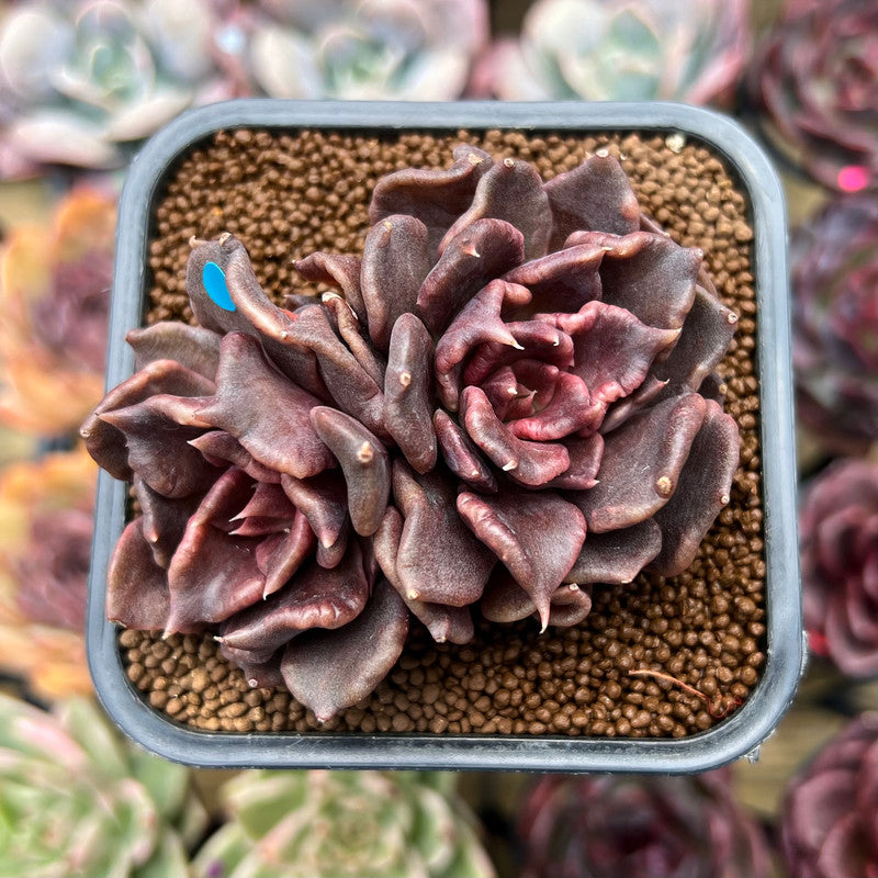Echeveria 'Super Bowl' 2