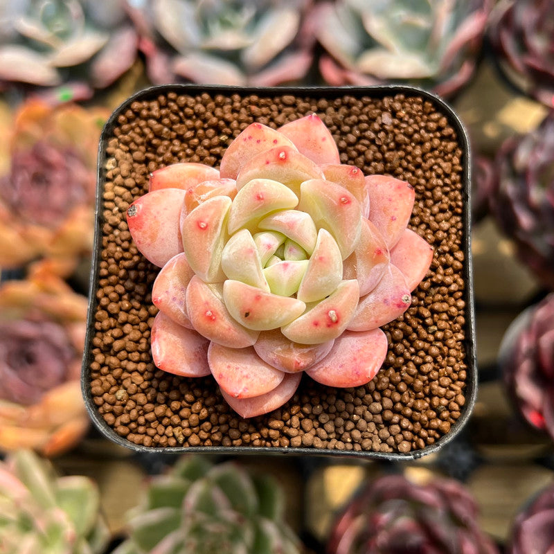 succulent me Echeveria 'Meimeng' 1"-2" Succulent Plant Cutting