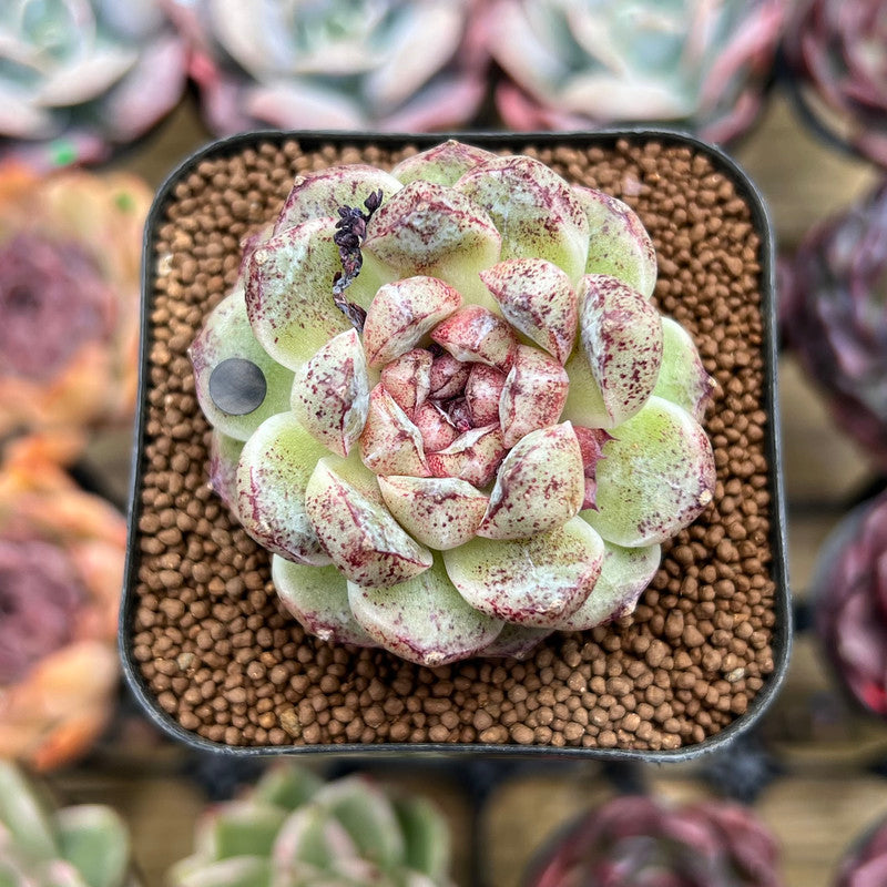 Echeveria 'Black Beach' 2