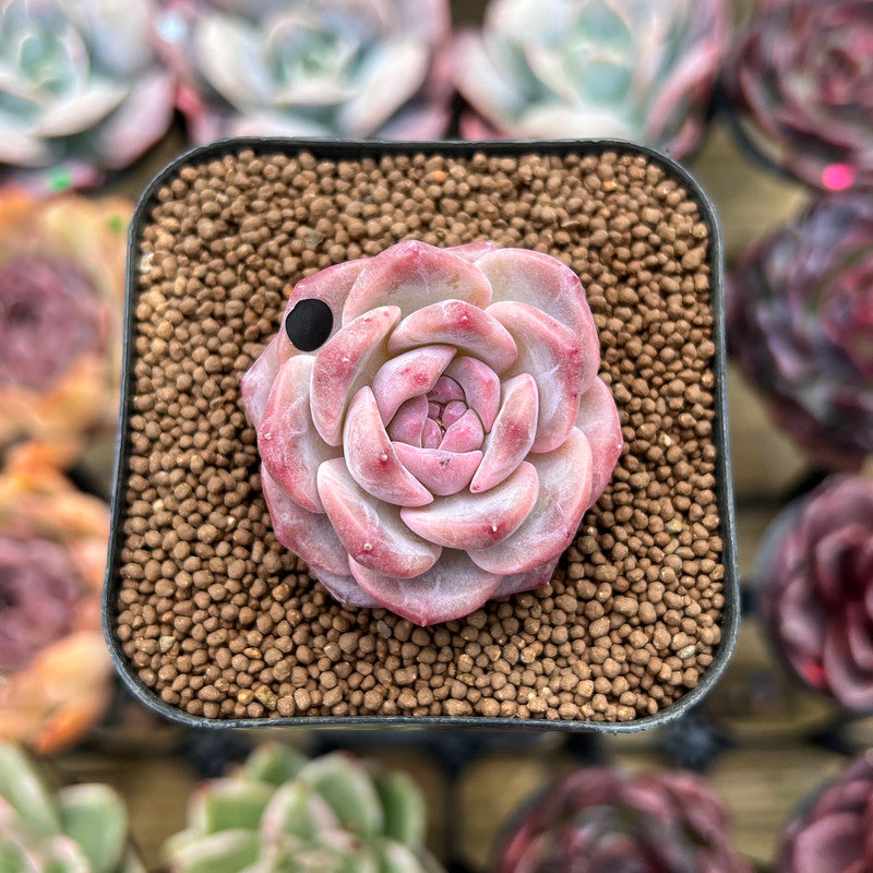 pink lotus succulent Echeveria 'Snow Lotus' 1"-2" Succulent Plant Cutting