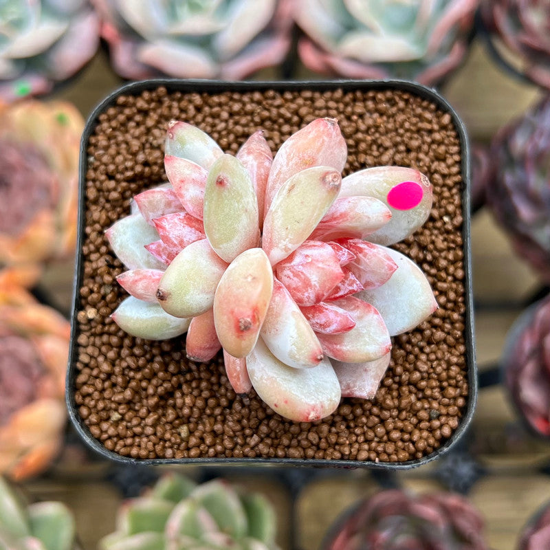 another word for succulent plants Echeveria 'Trumso' 1"-2" Succulent Plant Cutting