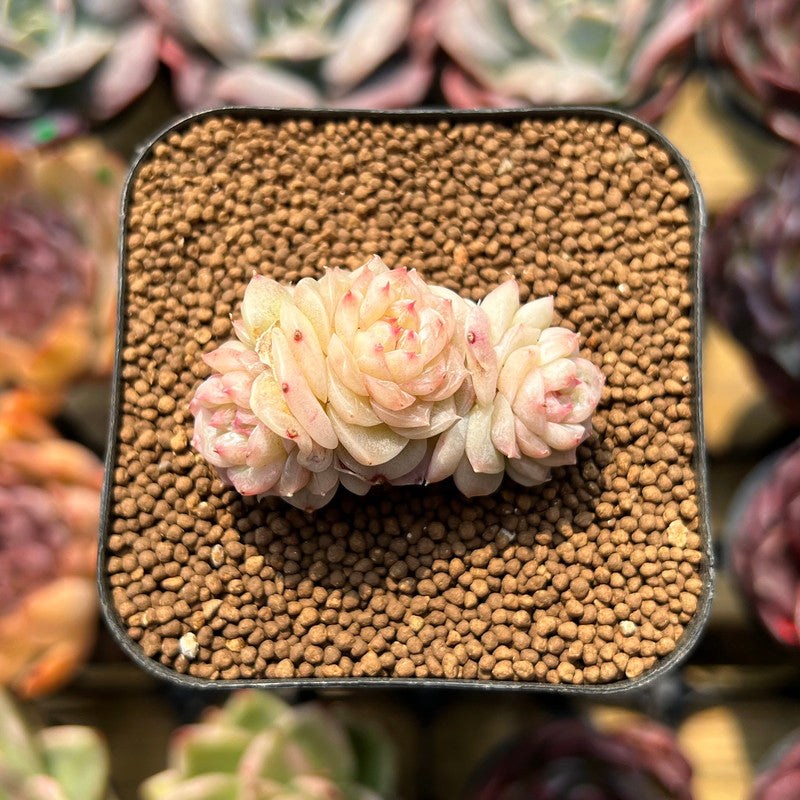 macchiato potted plant Echeveria 'Caramel Macchiato' 1