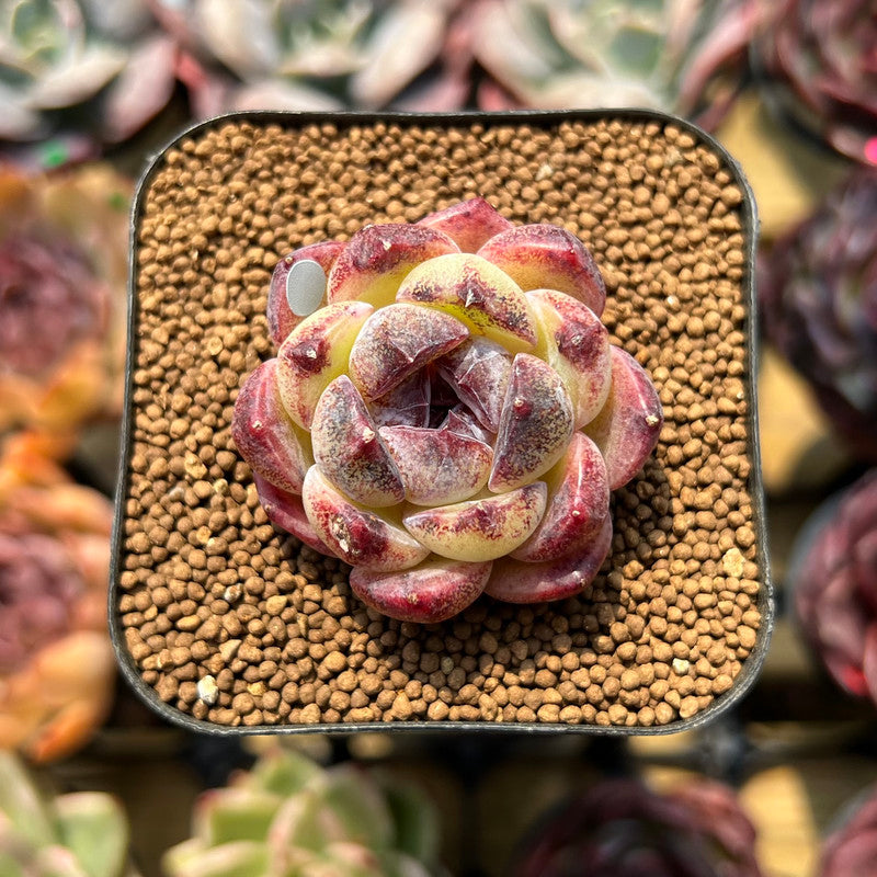 echeveria succulent seeds Echeveria 'Zixia' 1" Seed-Grown Succulent Plant Cutting