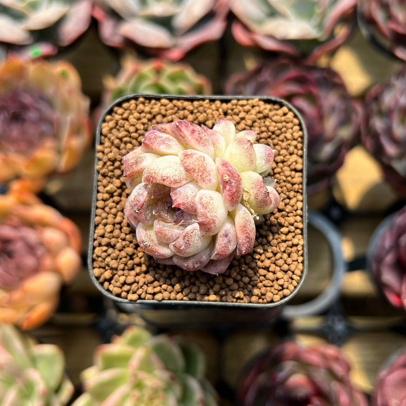 purple rice succulent Echeveria 'Purple Rice' 1" Seed-Grown Succulent Plant Cutting