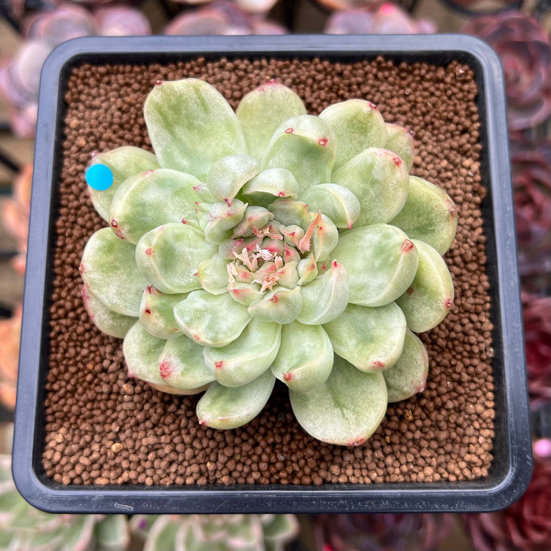 ice plant succulent for sale Echeveria Agavoides 'Ice Age' Variegated 4" Large Succulent Plant Cutt – True Succulents Plant Co