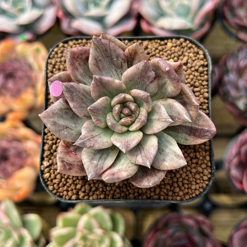 silver prince succulent Echeveria 'Silver Prince' Variegated 2" Succulent Plant Cutting