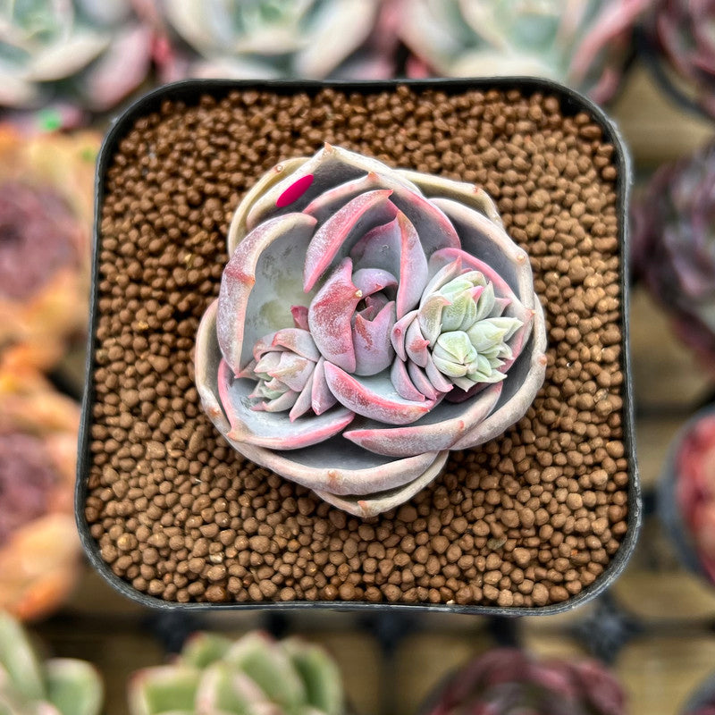 succulent top Echeveria 'Top Pink' 1" Succulent Plant Cutting