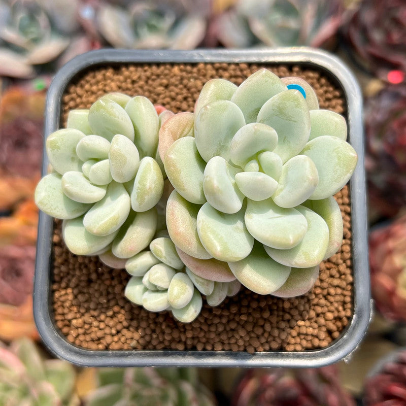 succulents pretty Echeveria 'Pretty Woman' 2