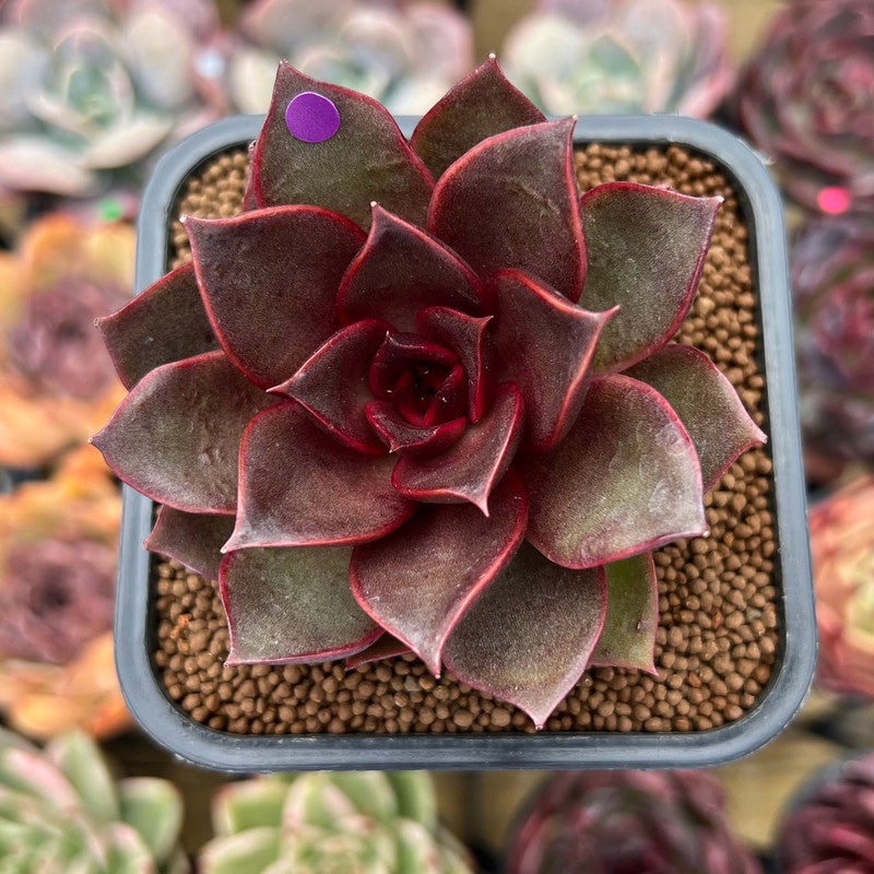 lantern flower succulent Echeveria 'Sky Lantern' 2"-3" Succulent Plant Cutting