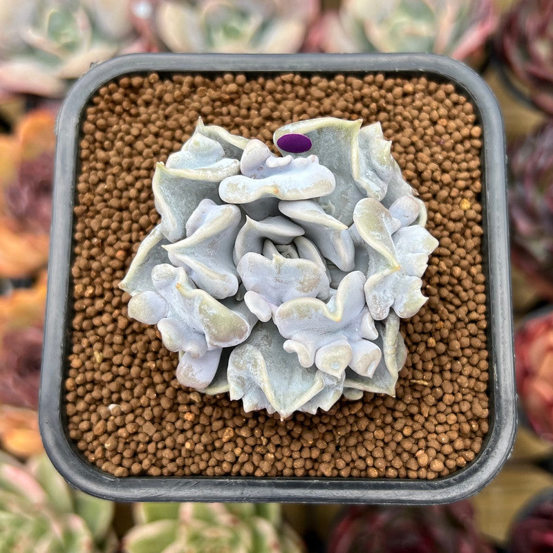 Echeveria 'Thriller Pearl' 2