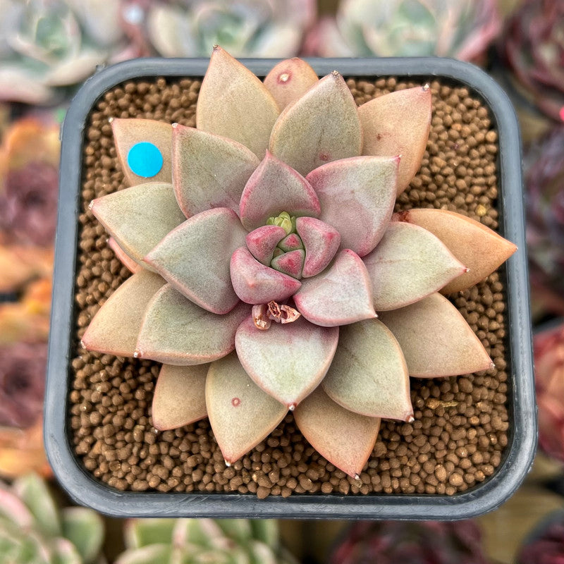 succulent angel plant Echeveria 'Angel Star' 2"-3” Succulent Plant Cutting