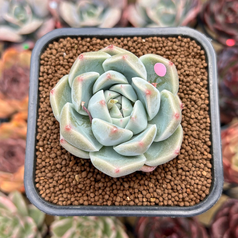 succulent shorts Echeveria 'Alba Beauty' Short Leaf Form 2