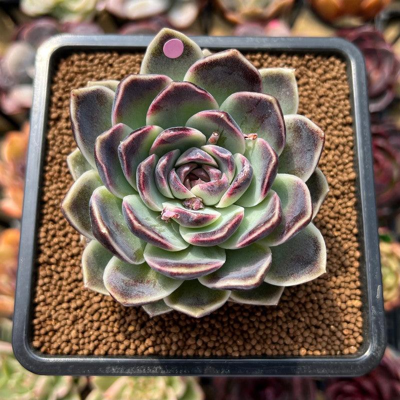 Echeveria 'Jade Bead' 3