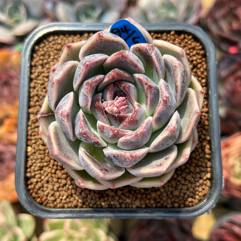 succulent lavender Echeveria 'Lavender Rose' 2"-3" Succulent Plant Cutting