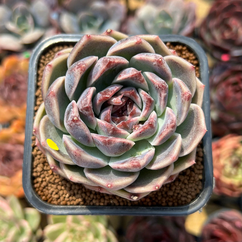 lavender succulent Echeveria 'Lavender Rose' 2"-3" Succulent Plant Cutting