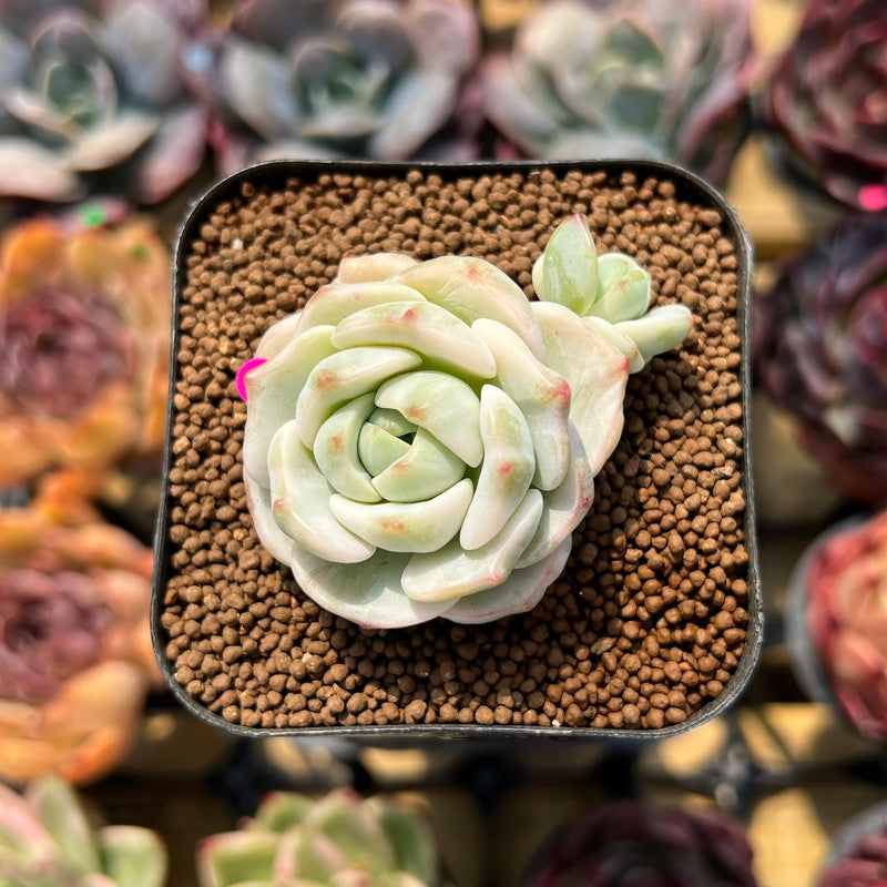 sedeveria succulent Sedeveria 'Pudgy' Variegated 1"-2" Succulent Plant Cutting