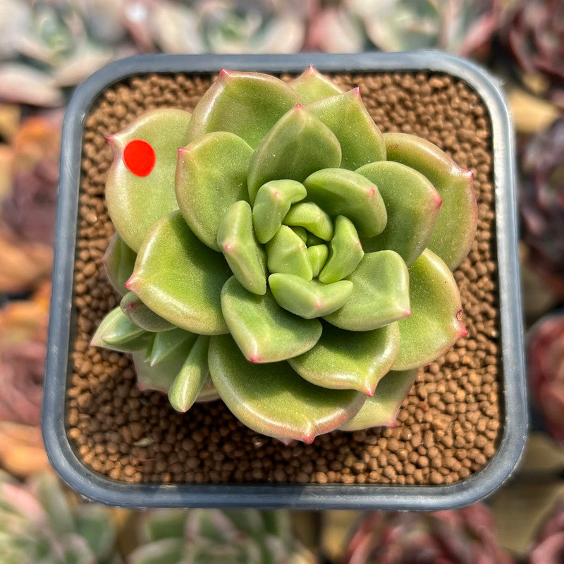green apple succulent Echeveria 'Apple Flower' 2" Succulent Plant Cutting