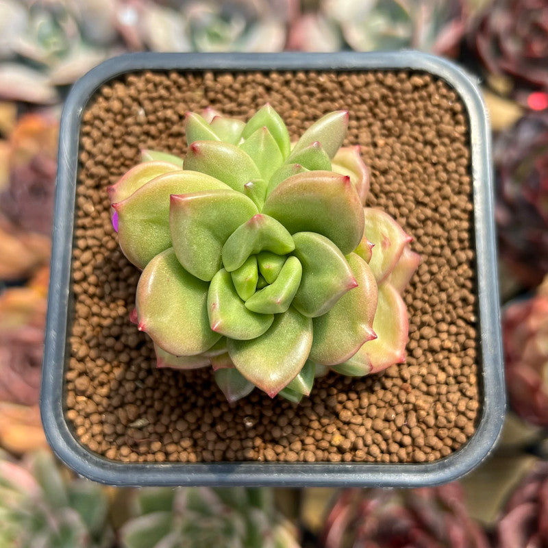 green apple succulent Echeveria 'Apple Flower' 2