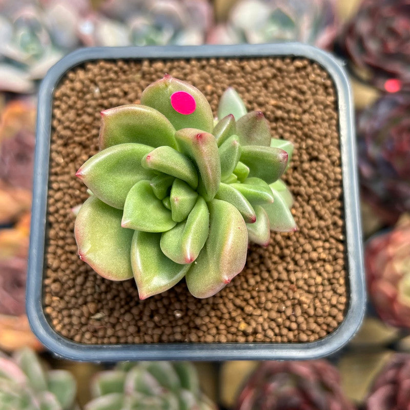 green apple succulent Echeveria 'Apple Flower' 2" Succulent Plant Cutting