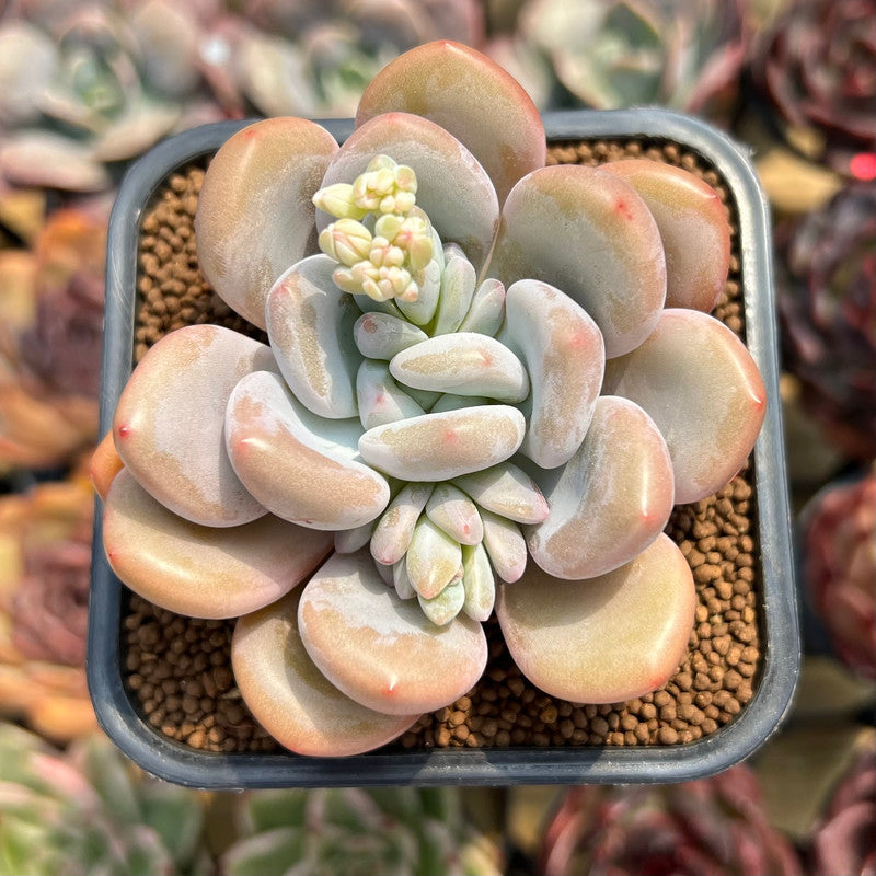 chunky succulent Graptoveria 'Queens Bowl' 3" Chunky Succulent Plant Cutting