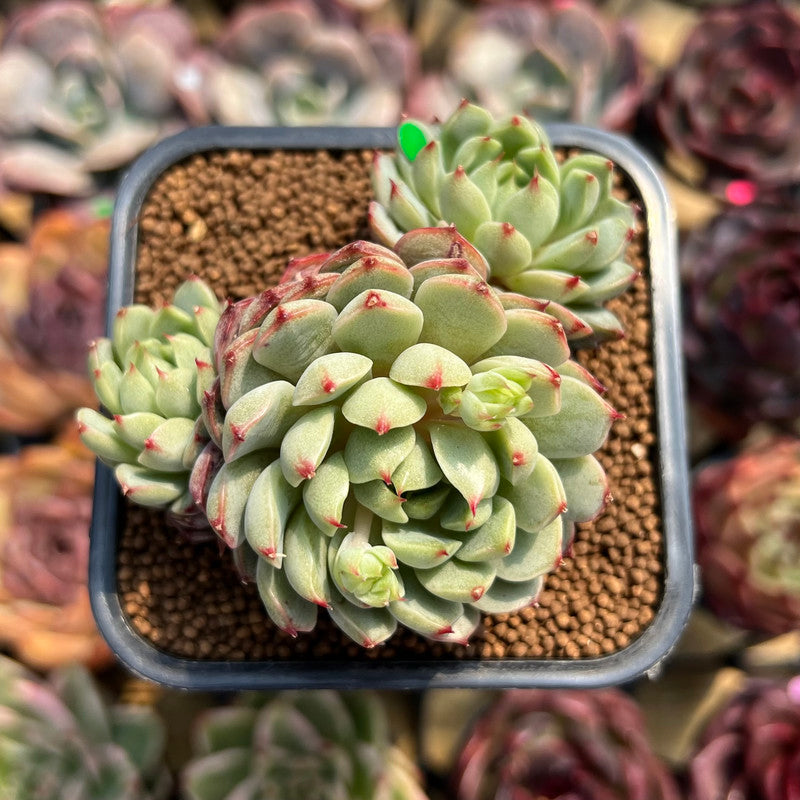 pine cone plant succulent Pachyphytum 'Pine Cone' 2"-3" Succulent Plant Cutting