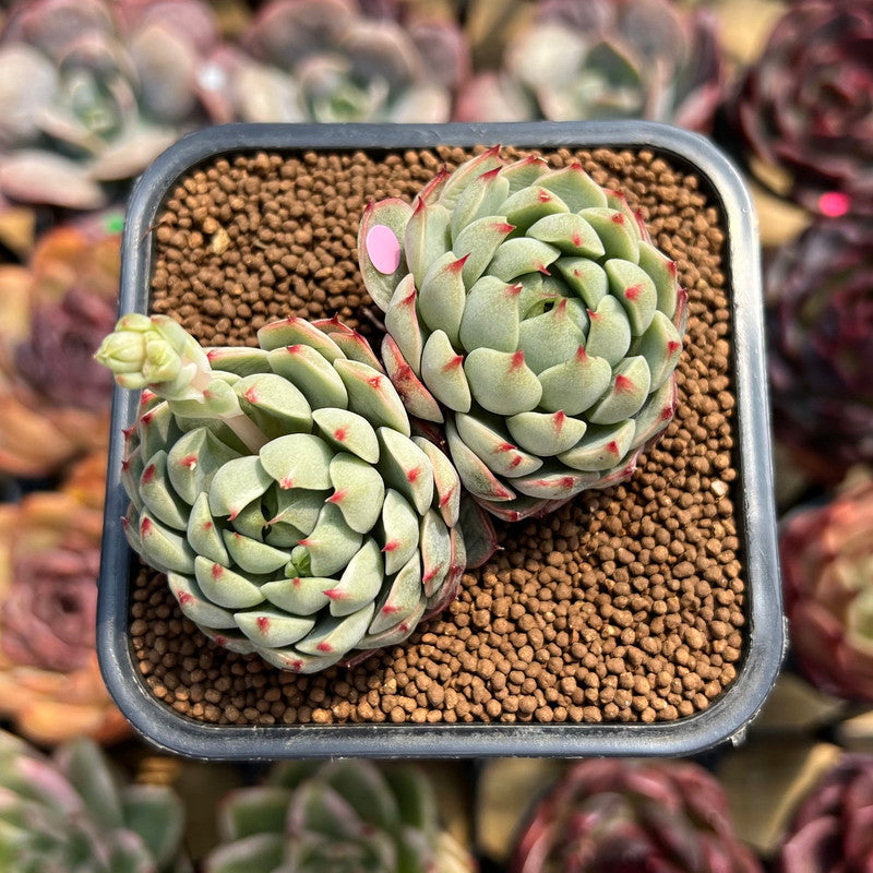 Pachyphytum 'Pine Cone' 2