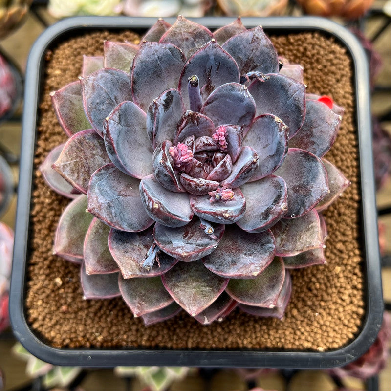 extra large succulents Echeveria 'White Soul' Extra Large 4"-5" Succulent Plant Cutting