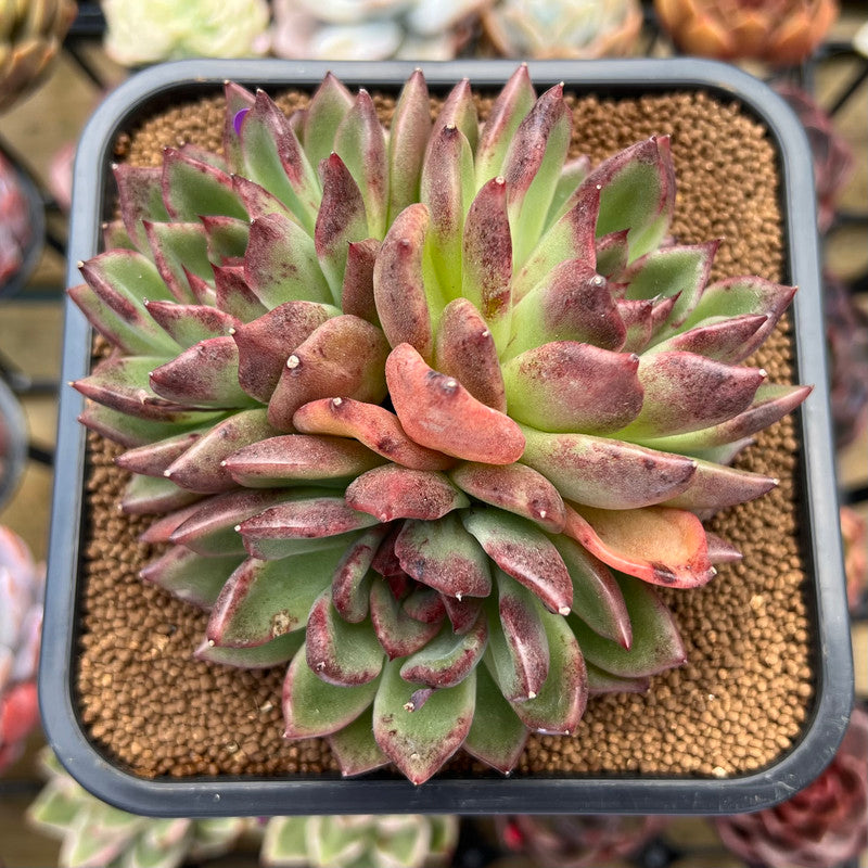 black pearl succulent Echeveria 'Black Pearl Rose' 4" Cluster Succulent Plant Cutting