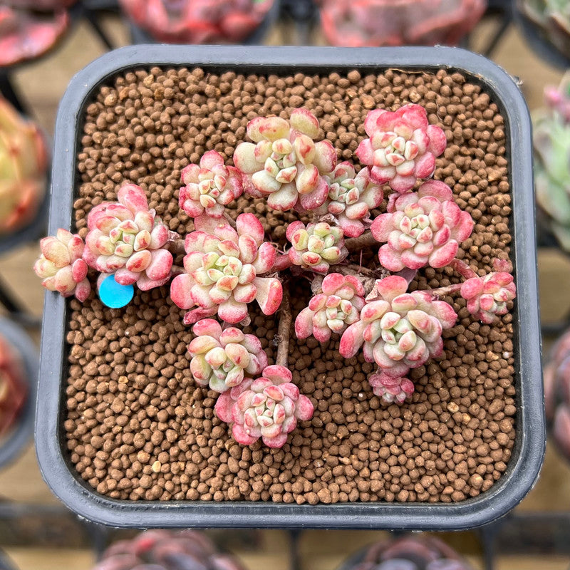 pink succulents for sale near me Echeveria 'Cute Bean' 3" Succulent Plant Cutting – True Succulents Plant Co
