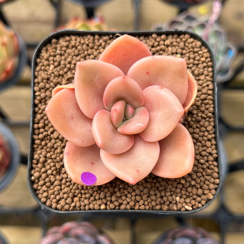 red lips succulent Echeveria 'Red Lips' (Xichuensis Hybrid) 1"-2" Succulent Plant Cutting