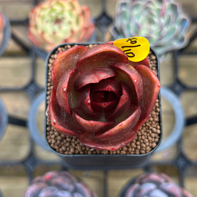 red lantern succulent Echeveria 'Red Lantern' 1