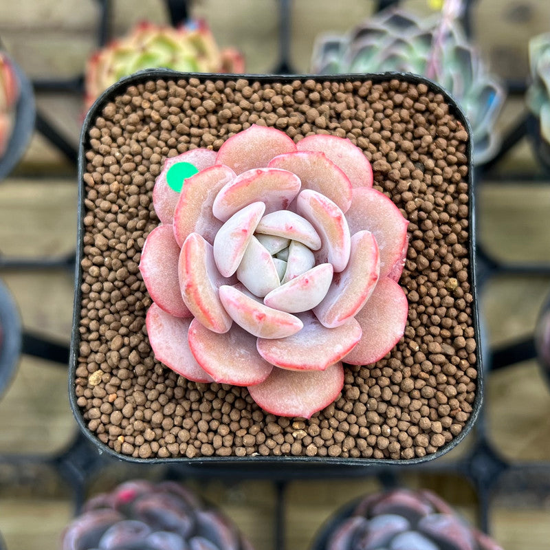 mint saucer succulent Echeveria 'Soul Mint' 1" Succulent Plant Cutting – True Succulents Plant Co