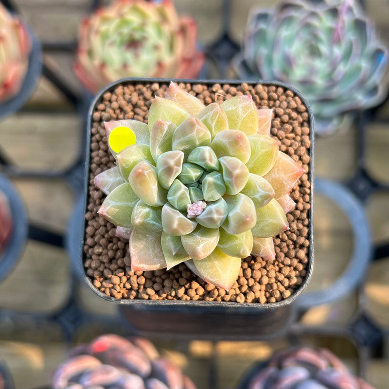 unicorn succulent Pachyphytum 'Unicorn' 1" Small Changhee Hybrid Succulent Plant