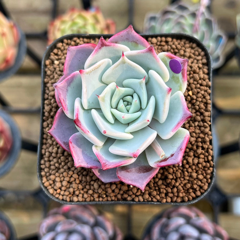 succulent me Echeveria 'Kiss Me' 2" Succulent Plant Cutting