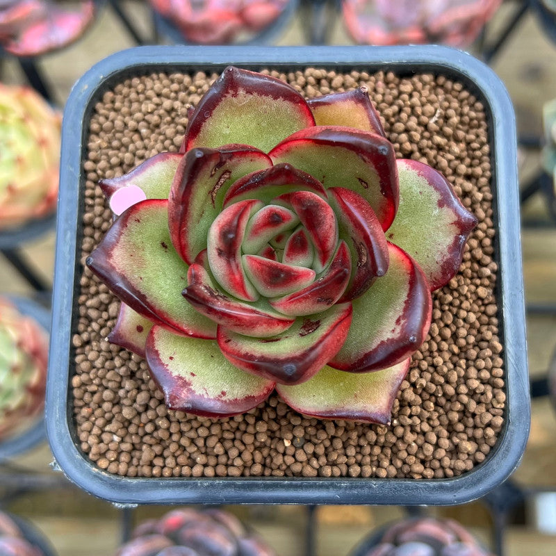 Echeveria Agavoides 'Jacqueline' 2