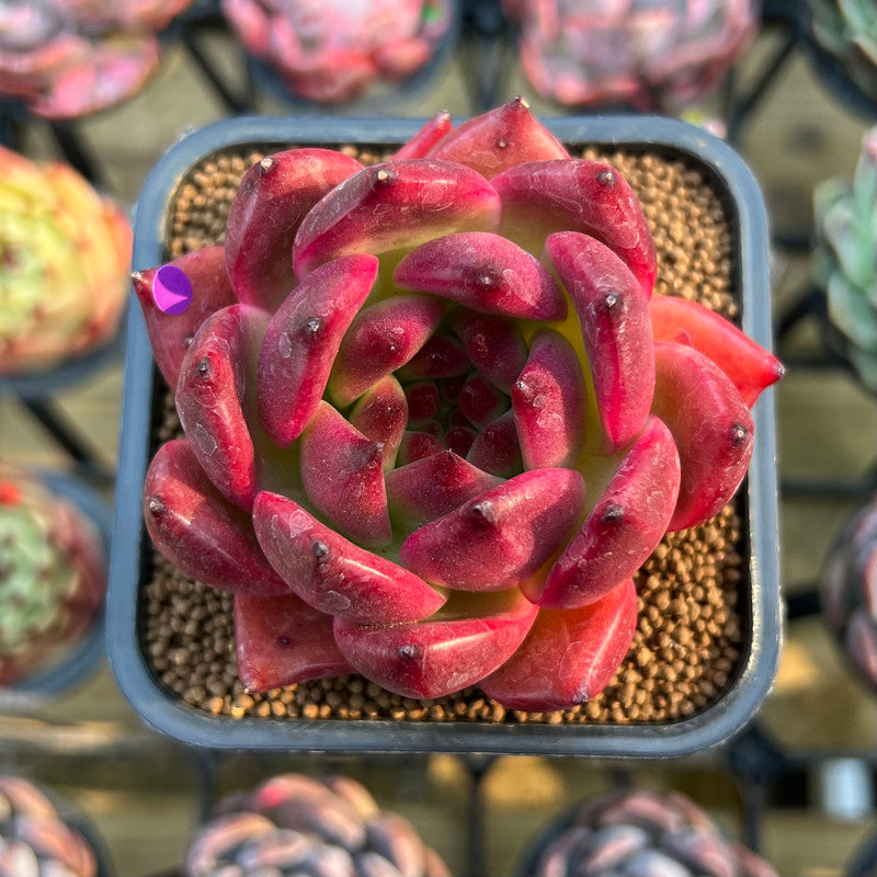 blood red succulent Echeveria Agavoides 'Red Diamond' 3" Succulent Plant Cutting