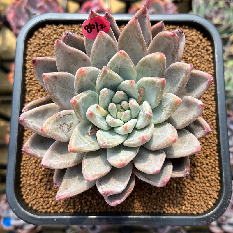 pineapple succulent plant Echeveria 'Pineapple' 3" Succulent Plant Cutting