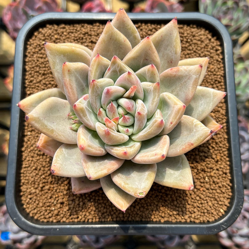 is a pineapple a succulent plant Echeveria 'Pineapple' 3" Succulent Plant Cutting